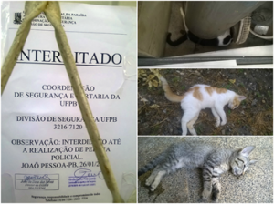 Fonte: Adota João Pessoa