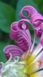 Foto “PÉTALAS”, de autoria da professora Maria Lewtchuk Espindola, do Departamento de Matemática – CCEN